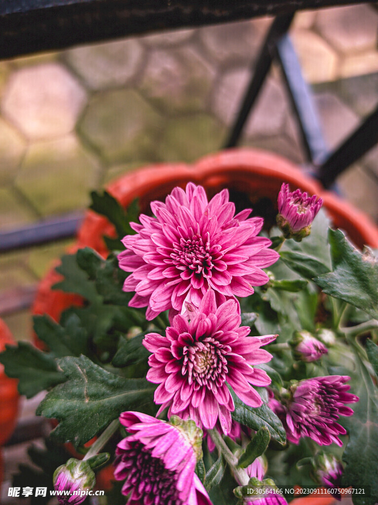 菊花