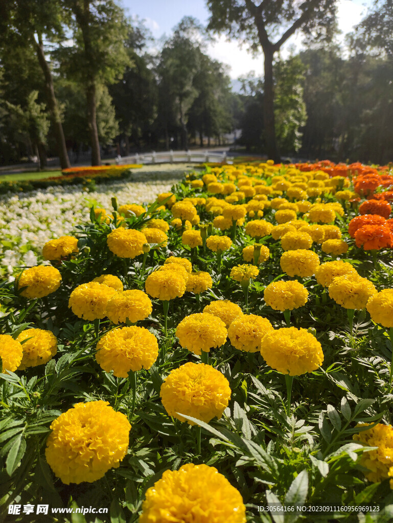菊花