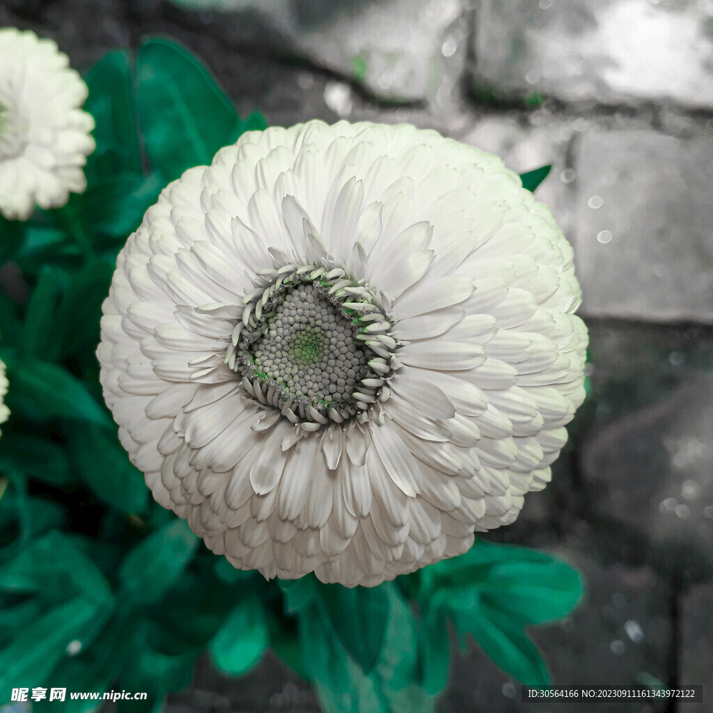 菊花