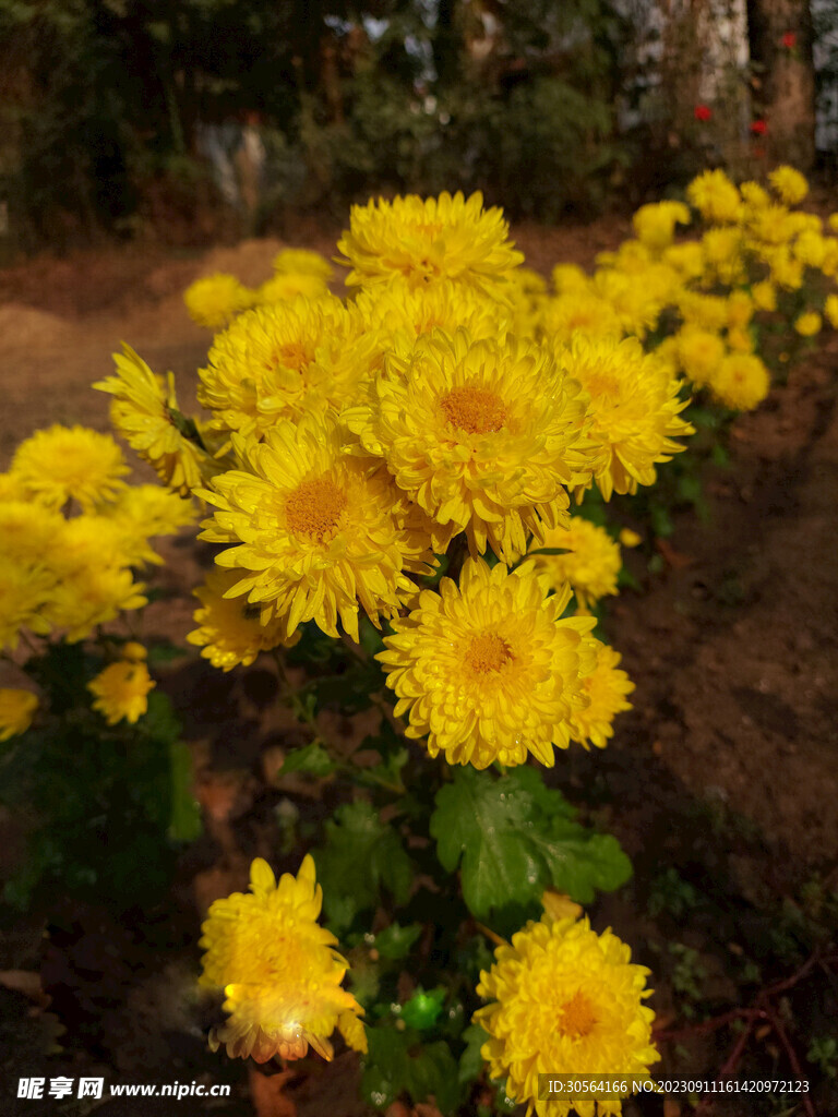 菊花