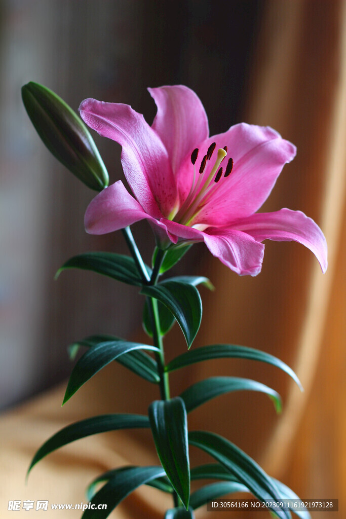 百合花
