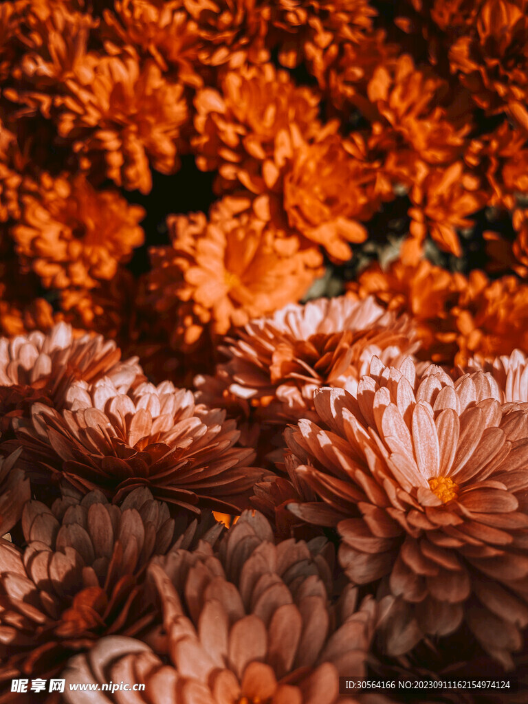 菊花