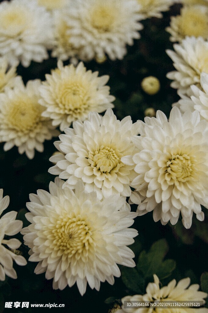 菊花