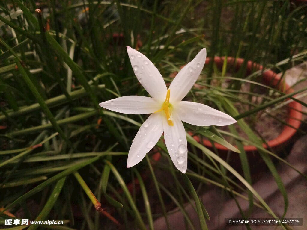 百合花