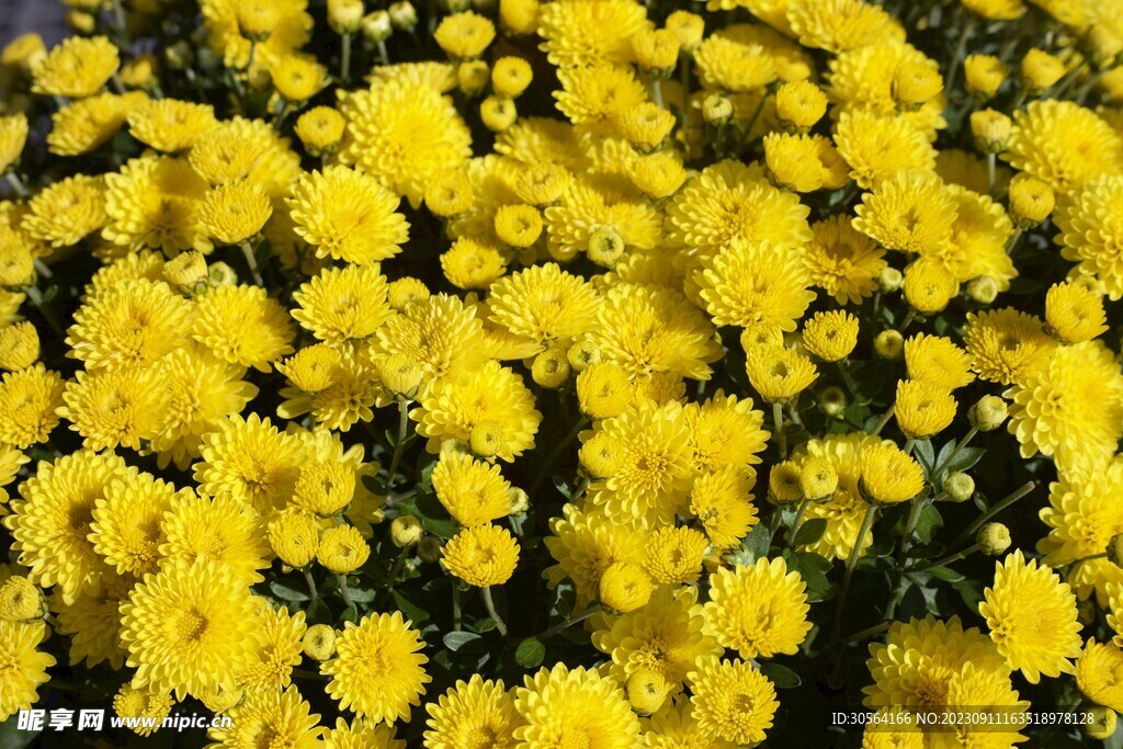 菊花