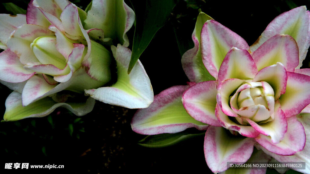 百合花