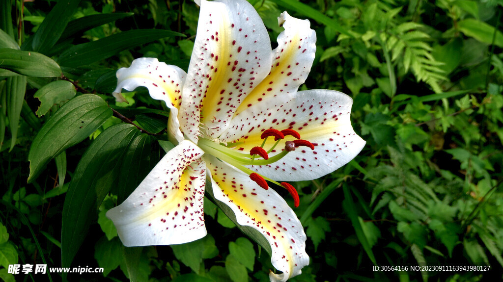 百合花