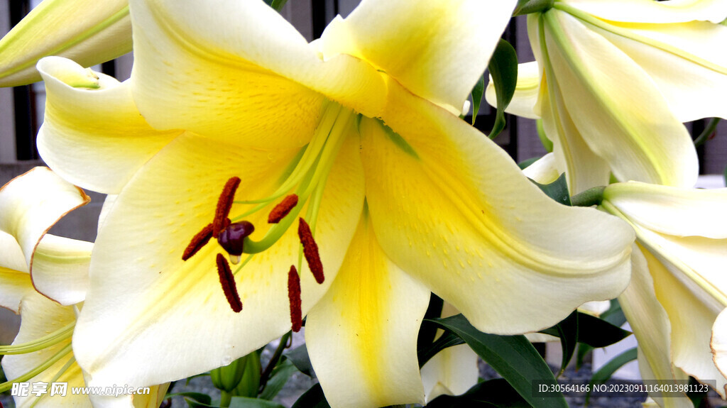 百合花