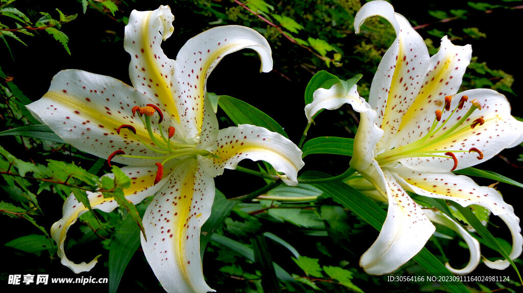 百合花
