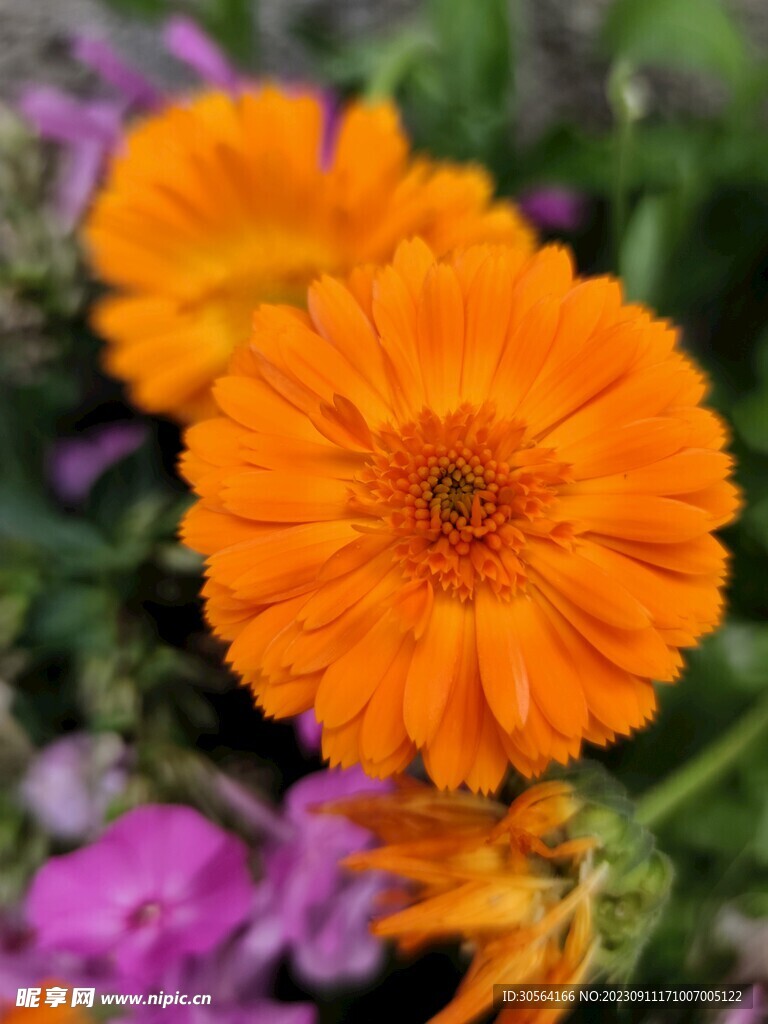 菊花