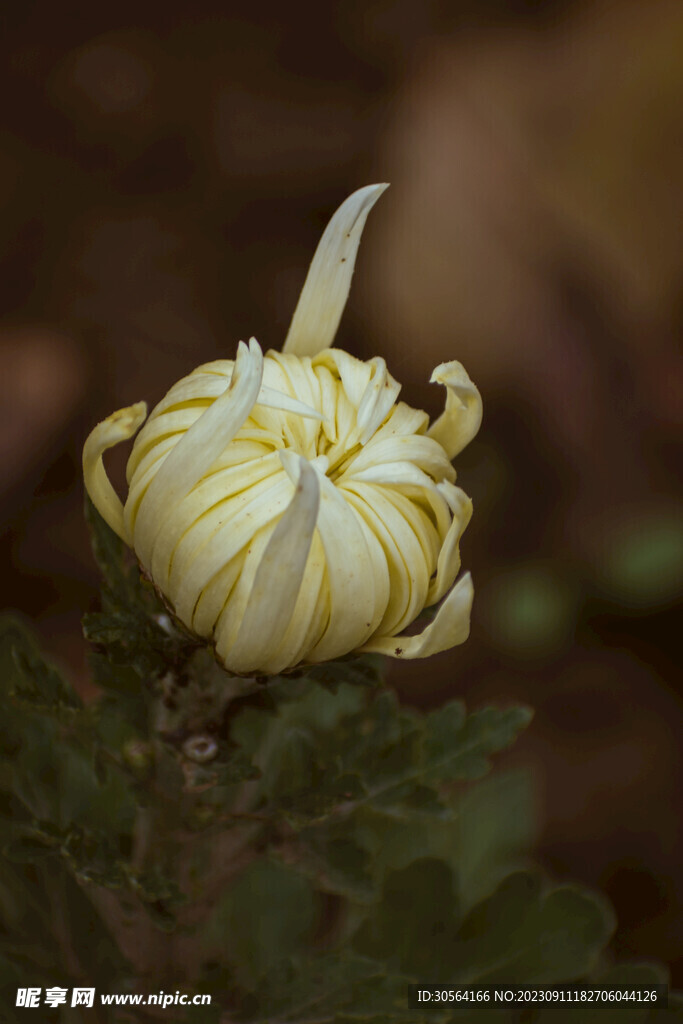 菊花