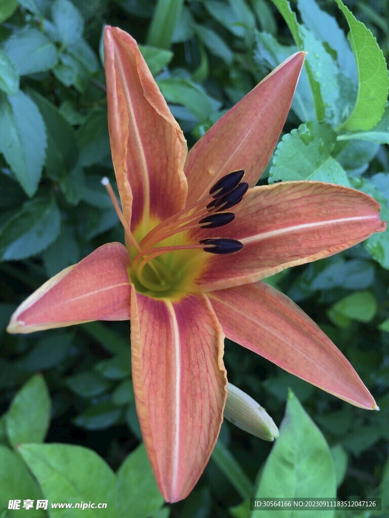 百合花