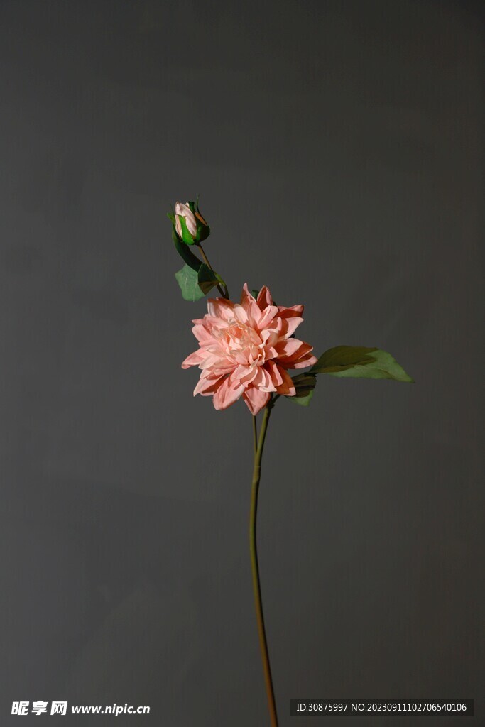 粉色花朵
