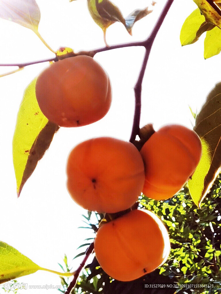 树枝上的柿子高清特写