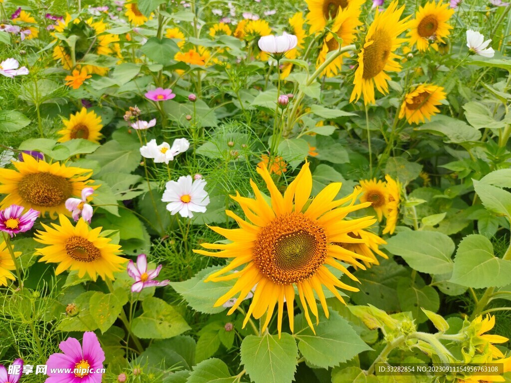 向日葵  牵牛花