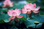 荷花