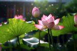 荷花