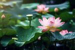 荷花