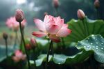 荷花