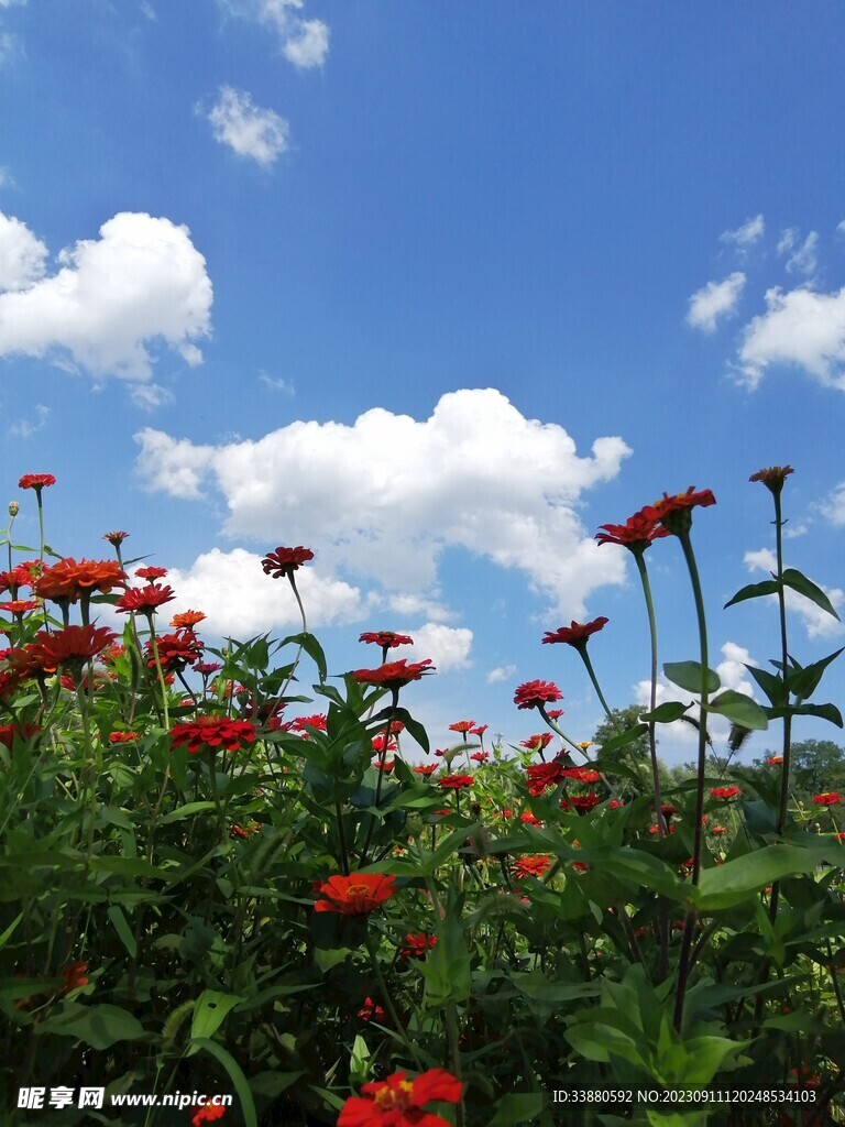 花海