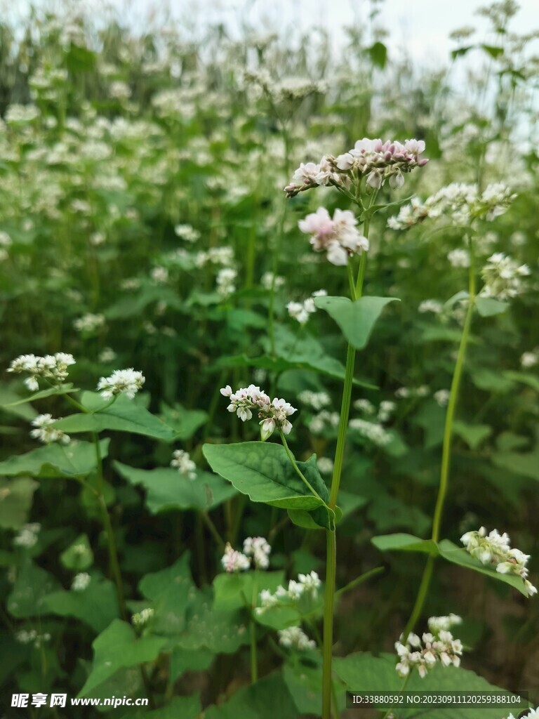 荞麦花