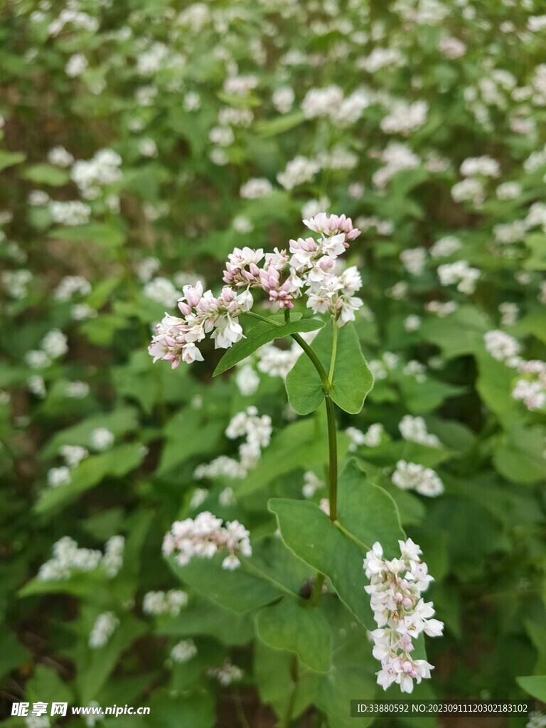 荞麦花