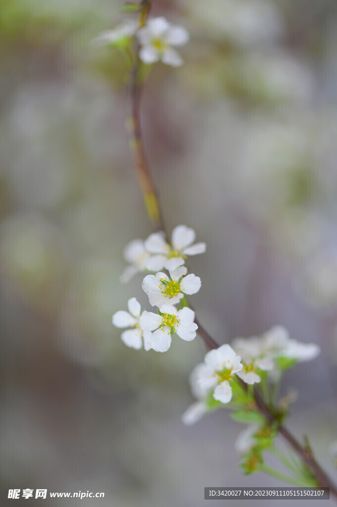 珍珠绣线菊