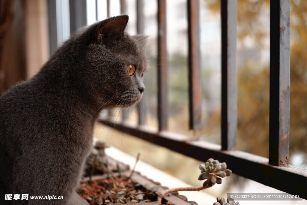 英国短毛猫