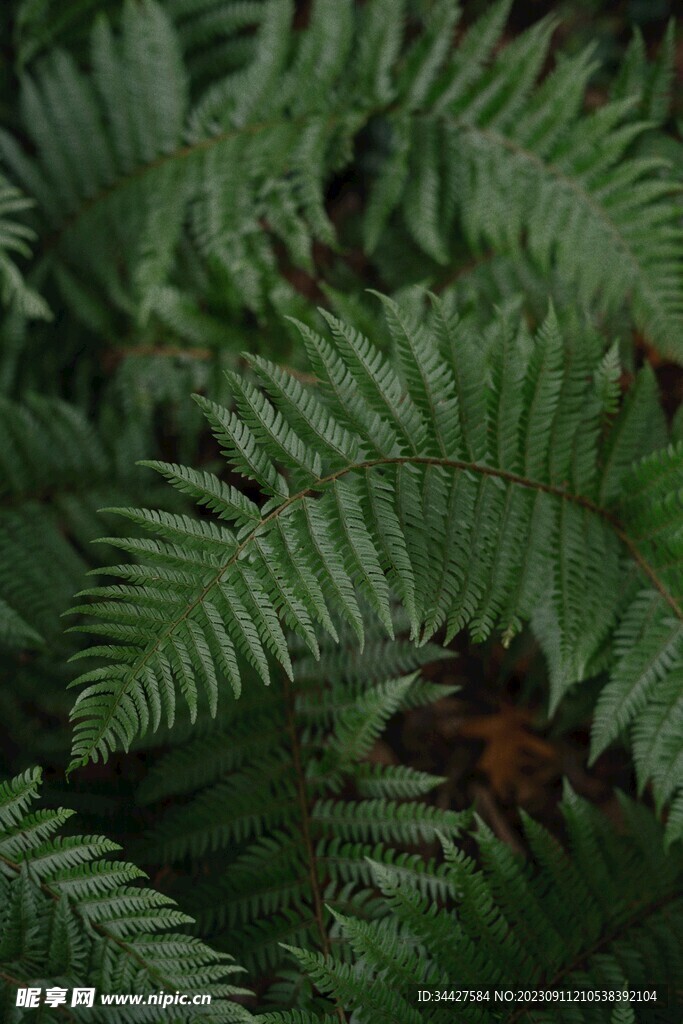 阙类植物叶子