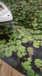 莲花池