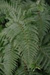 阙类植物叶子