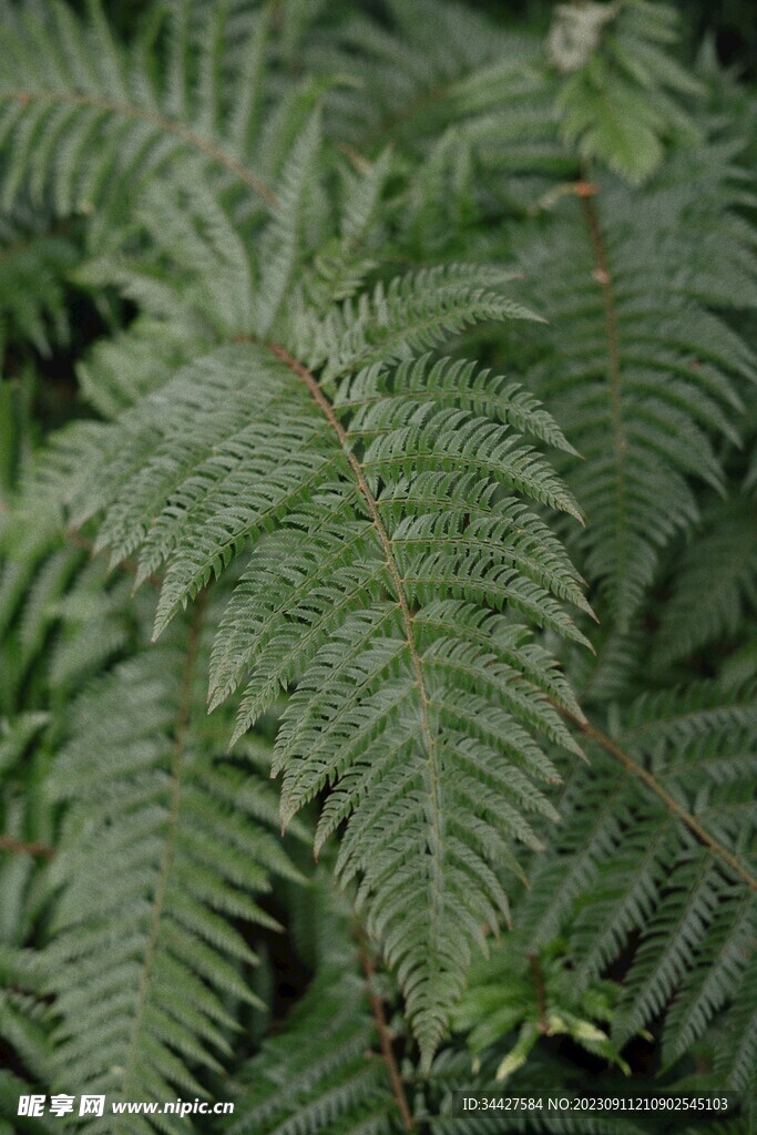 阙类植物叶子