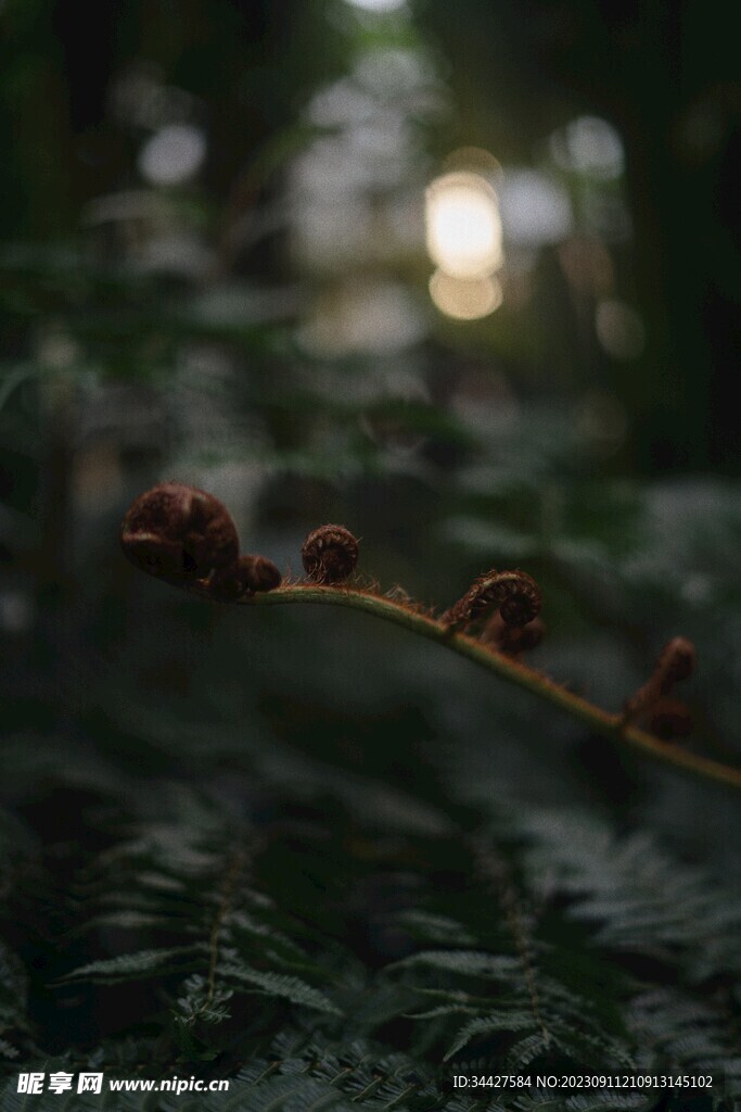 阙类植物叶子