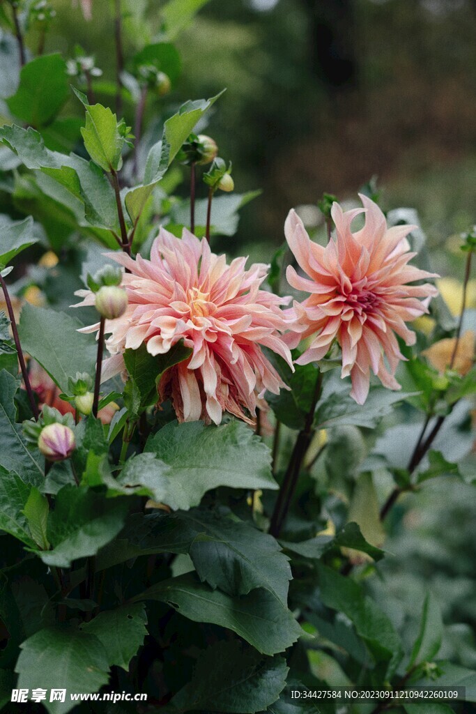 大丽花