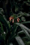 石蒜花