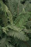 阙类植物叶子