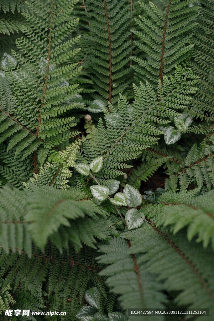 阙类植物叶子