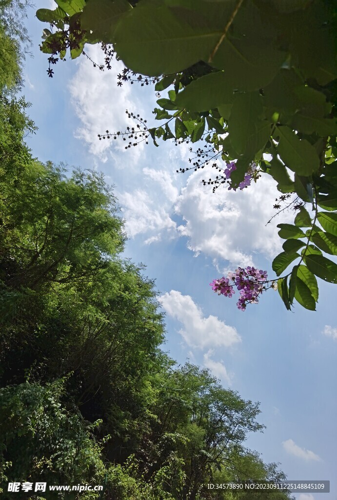 树花与天空
