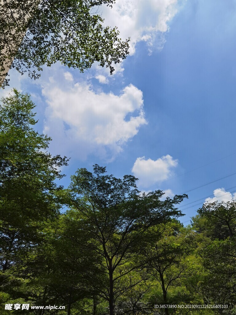 树下观天空