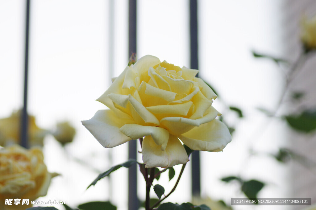 黄渐变白色的玫瑰