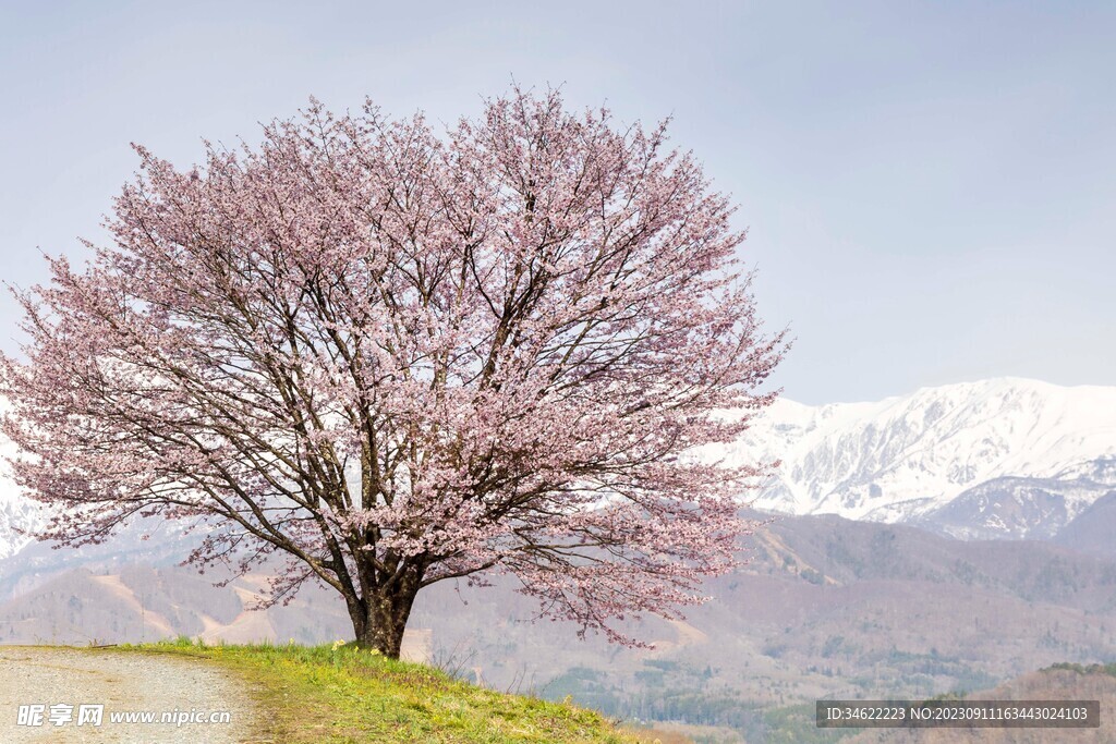 田野