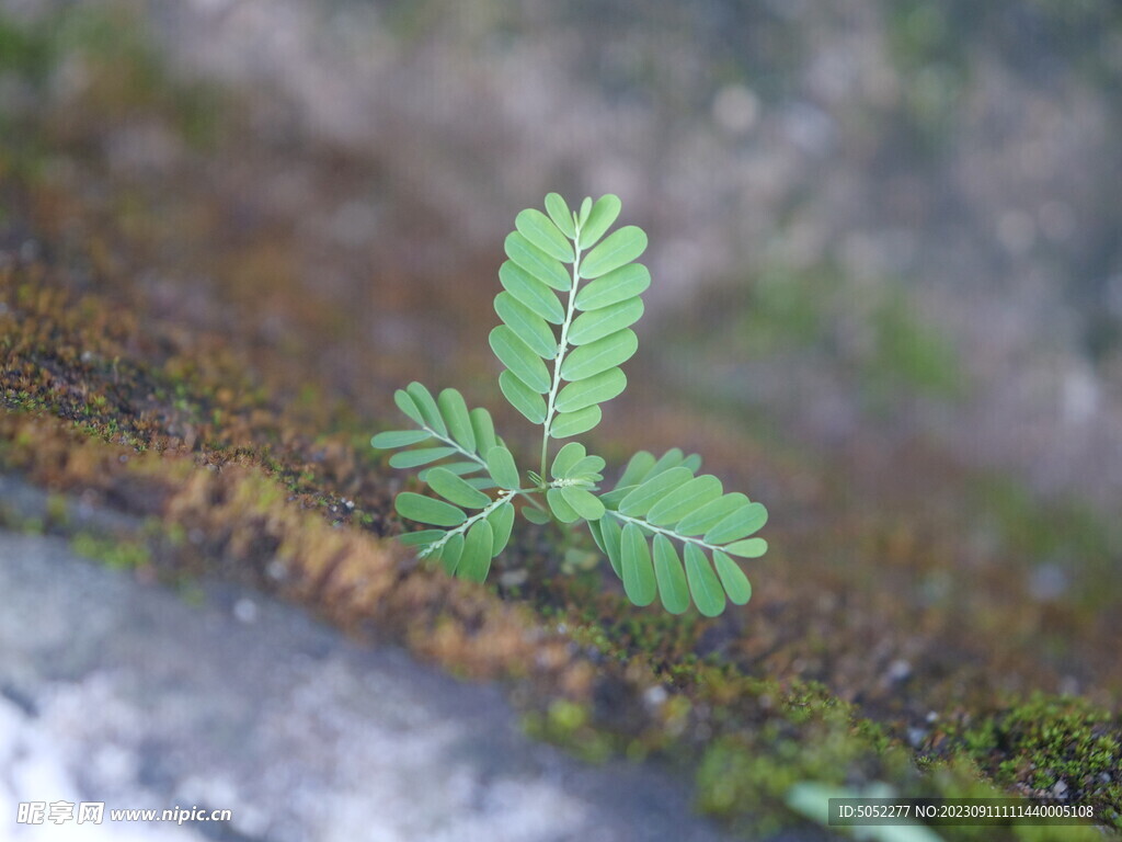 路边小草