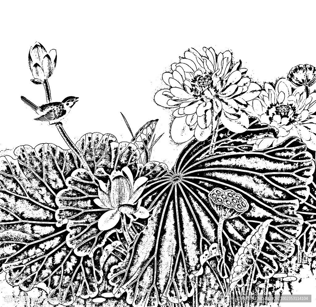 花鸟白描