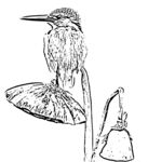 翠鸟线描