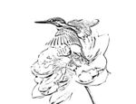 翠鸟线描