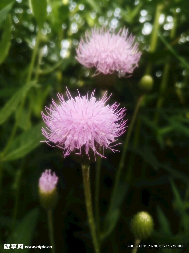 刺儿菜花