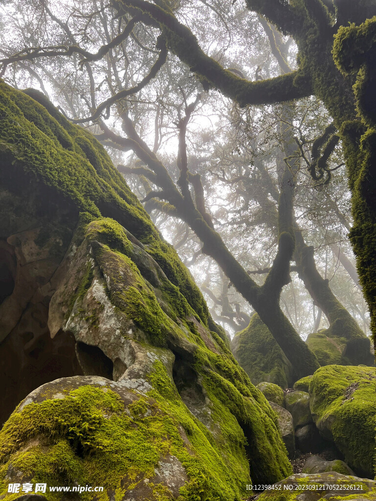 苔藓