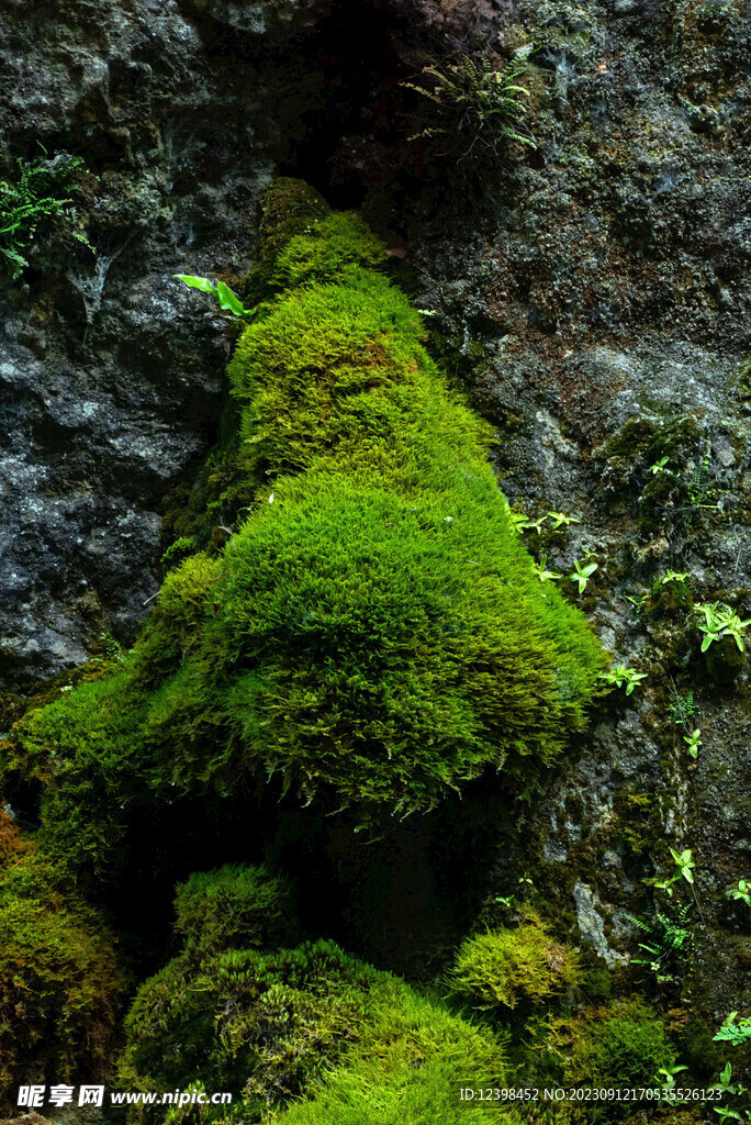 苔藓