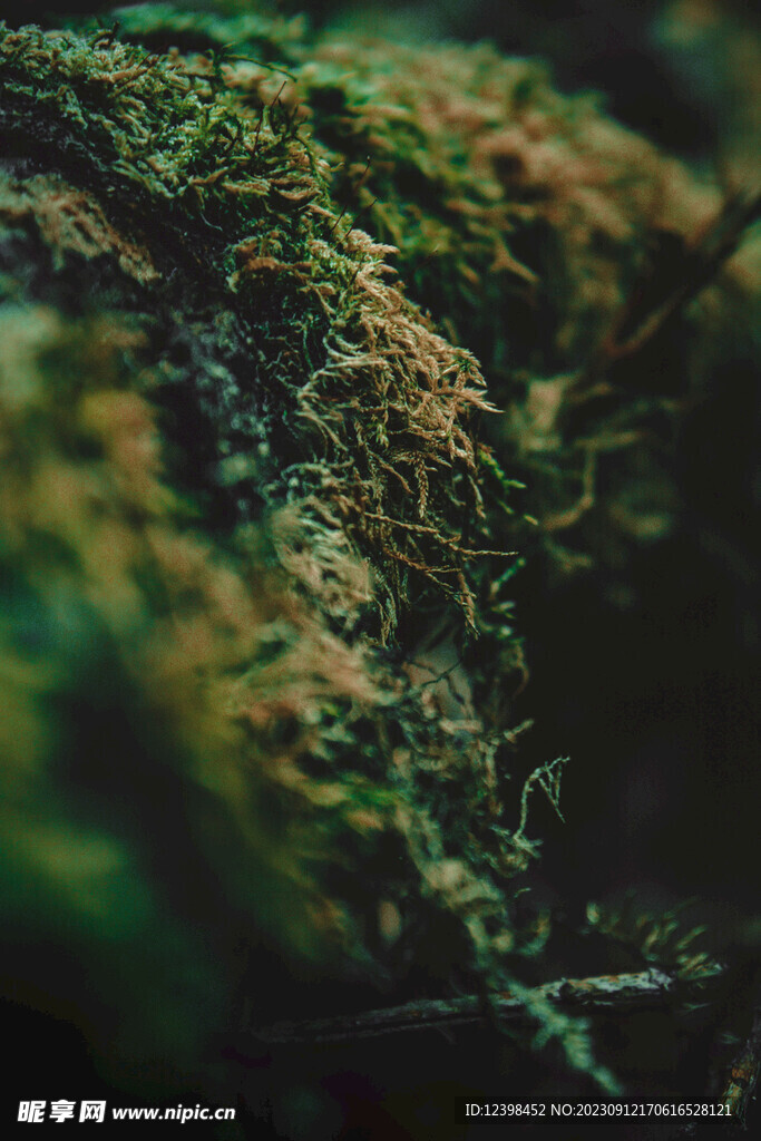 苔藓