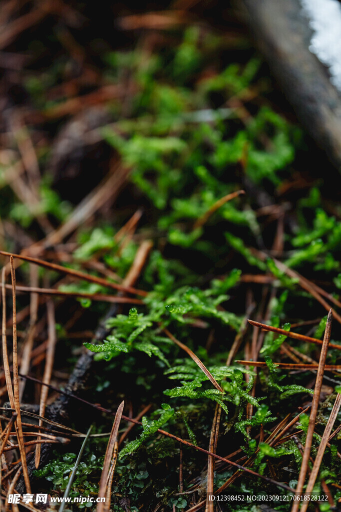 苔藓